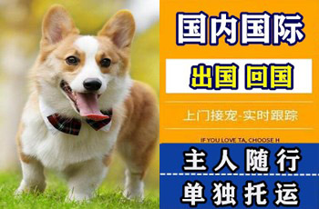 四平市宠物托运公司四平市宠物托运公司四平市宠物托运公司